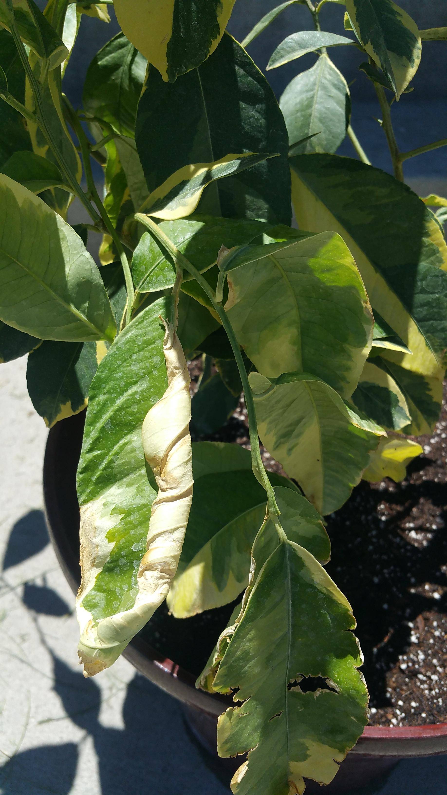 Know About Health Effects Of Lemon Leaves Bimbima