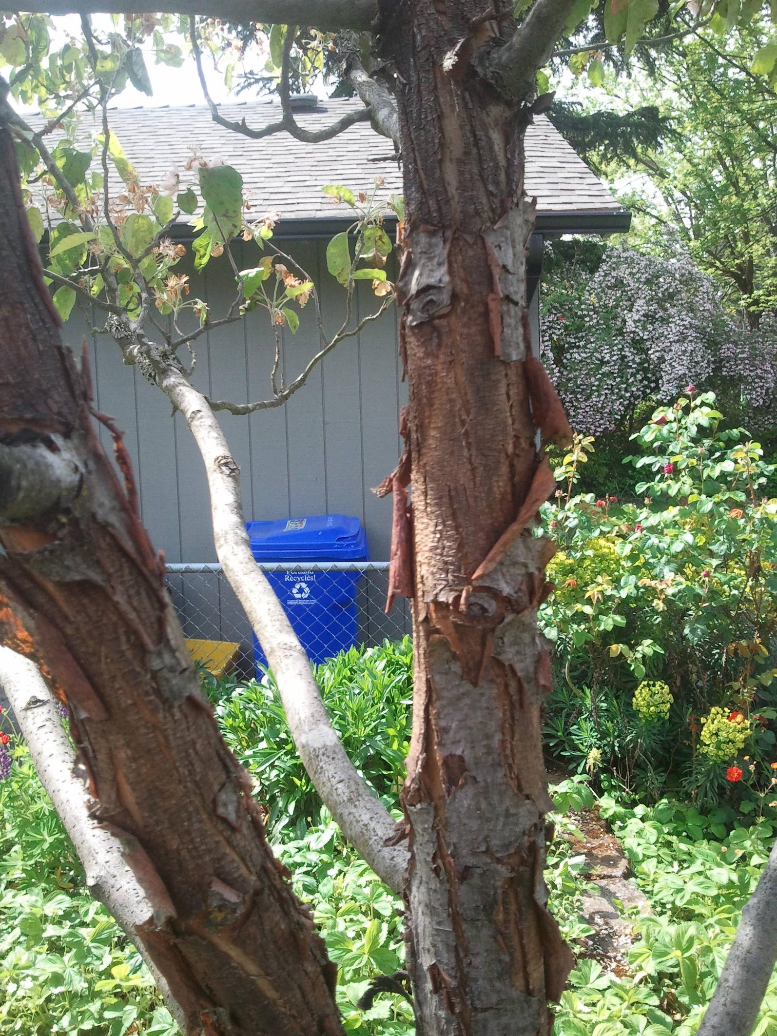 Peeling Bark On Dogwoods Reasons Why Dogwood Tree Bark Is Peeling