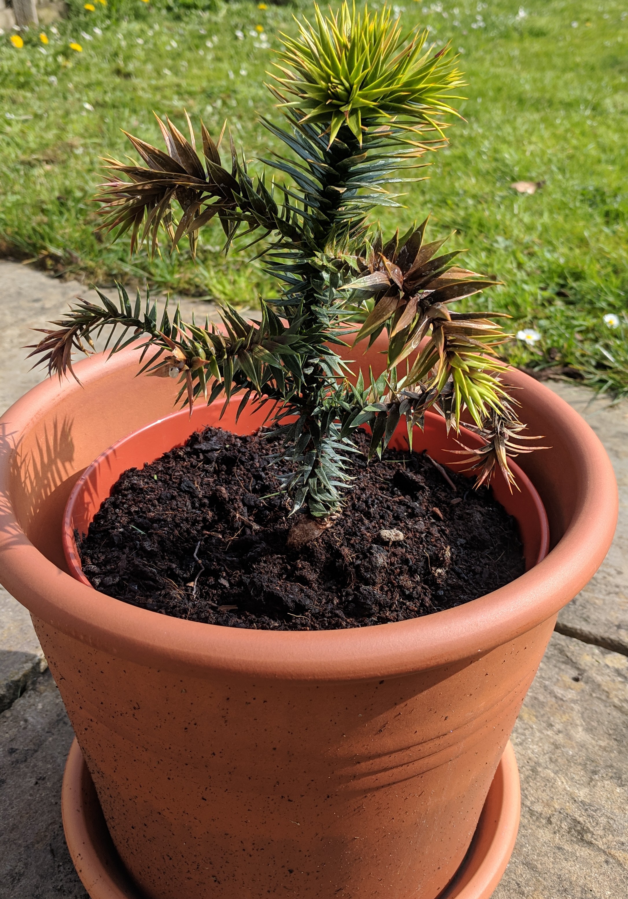In this video i show you how to grow a monkey puzzle tree from seed. Monkey Puzzle Tree Wilting Dying Gardening Landscaping Stack Exchange