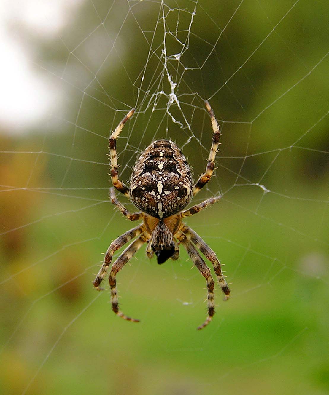 Species identification