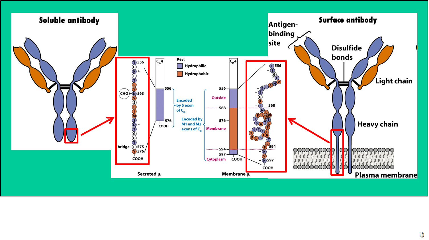 immunology - Does class switching occur both in B cells and Plasma cells? -  Biology Stack Exchange