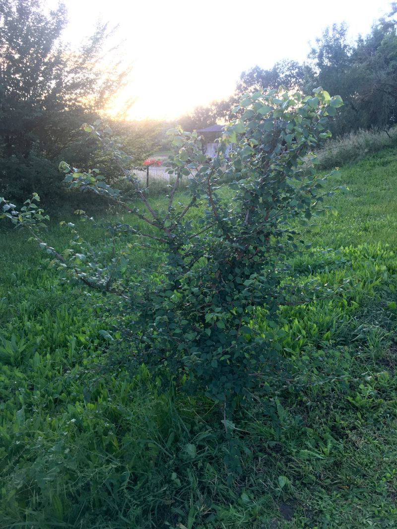 Question Odd Pattern On Tree R Botany - Classic Colorful Photo - Retina