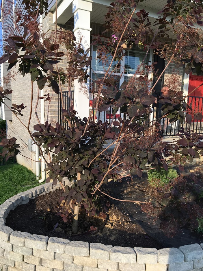 Forum Need Help Identify Tree - Best Colorful Pictures in Ultra HD