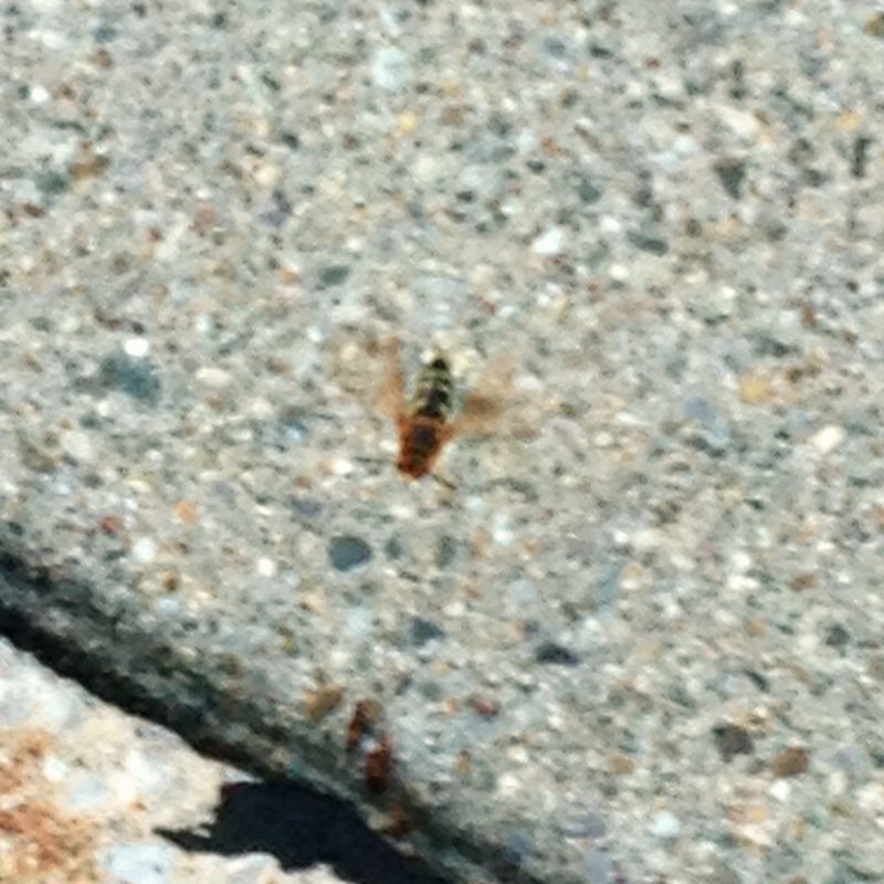 Entomology Bee Identification Biology Stack Exchange - Classic 8K Landscape Photos | Free Download