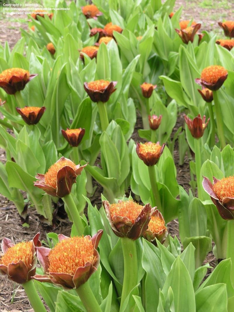 Plant Identification For Beginners - Ocean Images - Modern 4K Collection