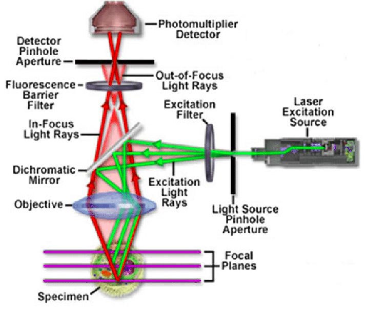 Optics Confocal Microscopy Physics Stack Exchange - Download Elegant Dark Art | 8K