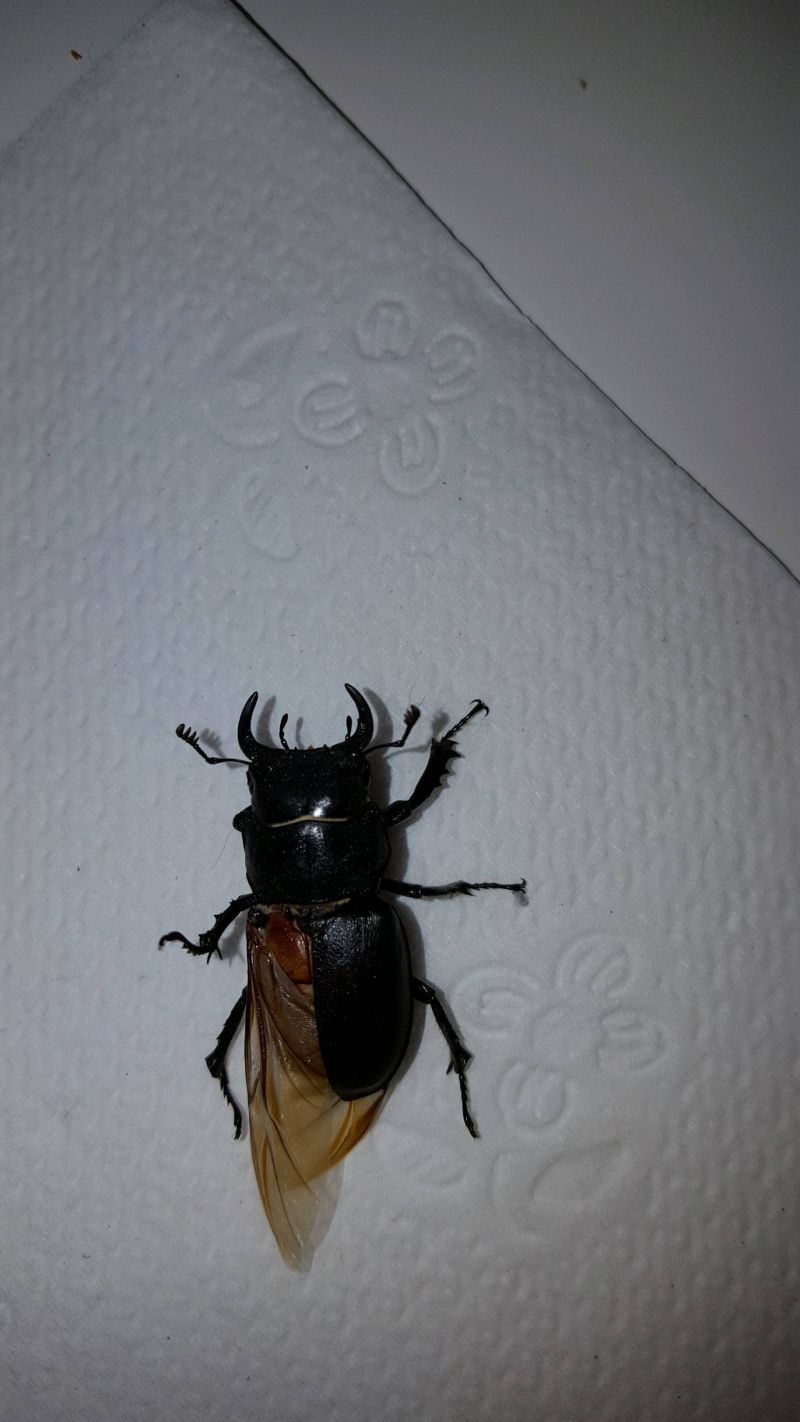 Insect Identification Biology Stack Exchange - Creative Space Background - Full HD