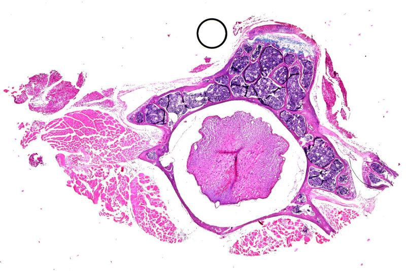 Solution Histopath Lab 9 Paraffin Sections Studypool - High Quality Light Design - 4K