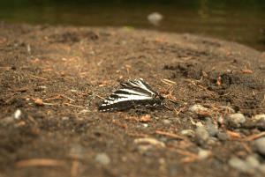 nikon d3000 focus blurry issue examples stack