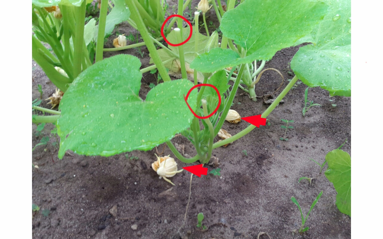 Vegetables