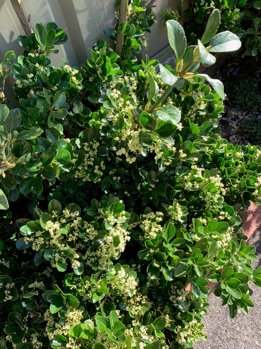 What Plants Attract Flies?