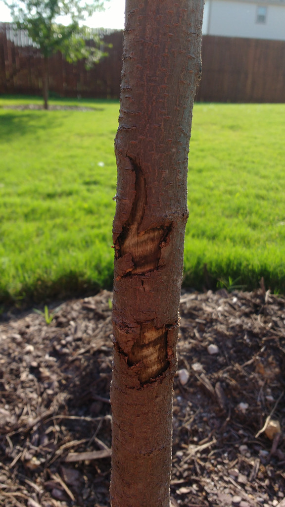 Reasons Why Chinese Pistache Tree Didn T Flower The Mercury News