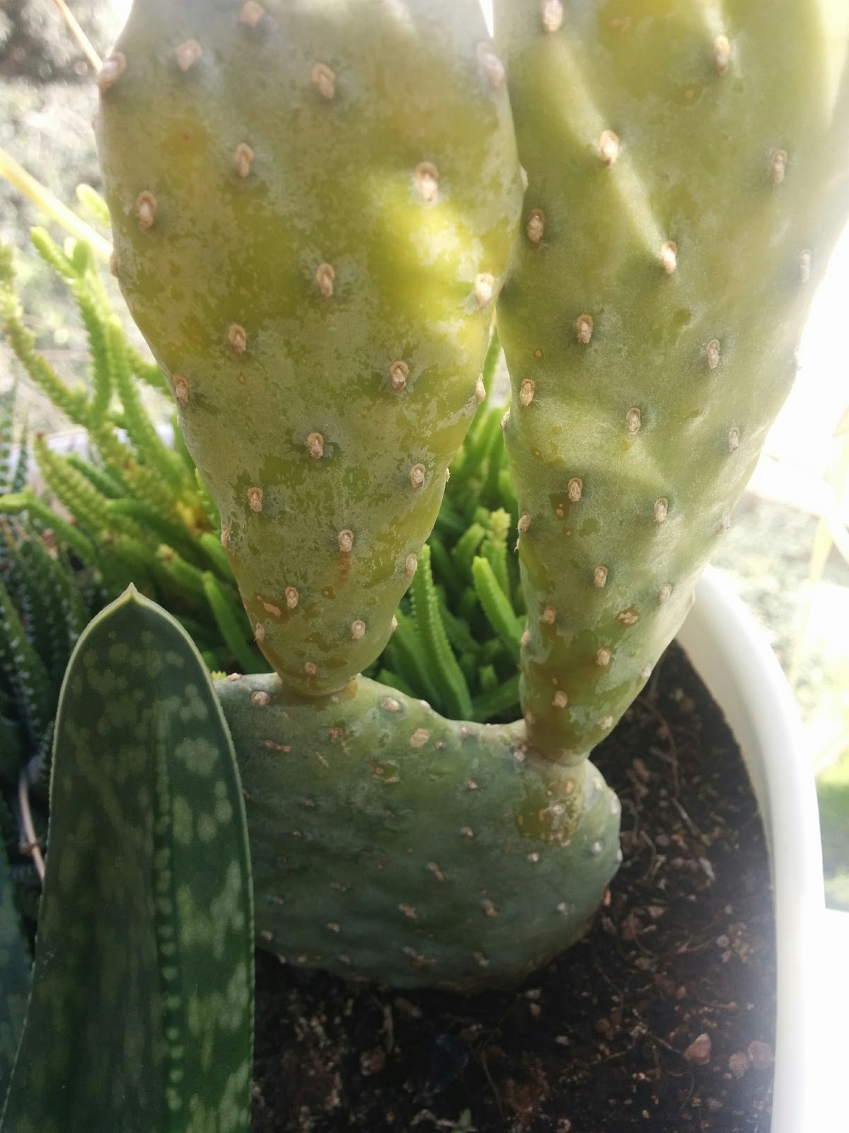 Cacti and succulents, tolerant and low maintenance plants, are ideal for busy people and indoor spaces. Why Does My Cactus Have A Weird White Coating What Type Of Disease Is It Gardening Landscaping Stack Exchange