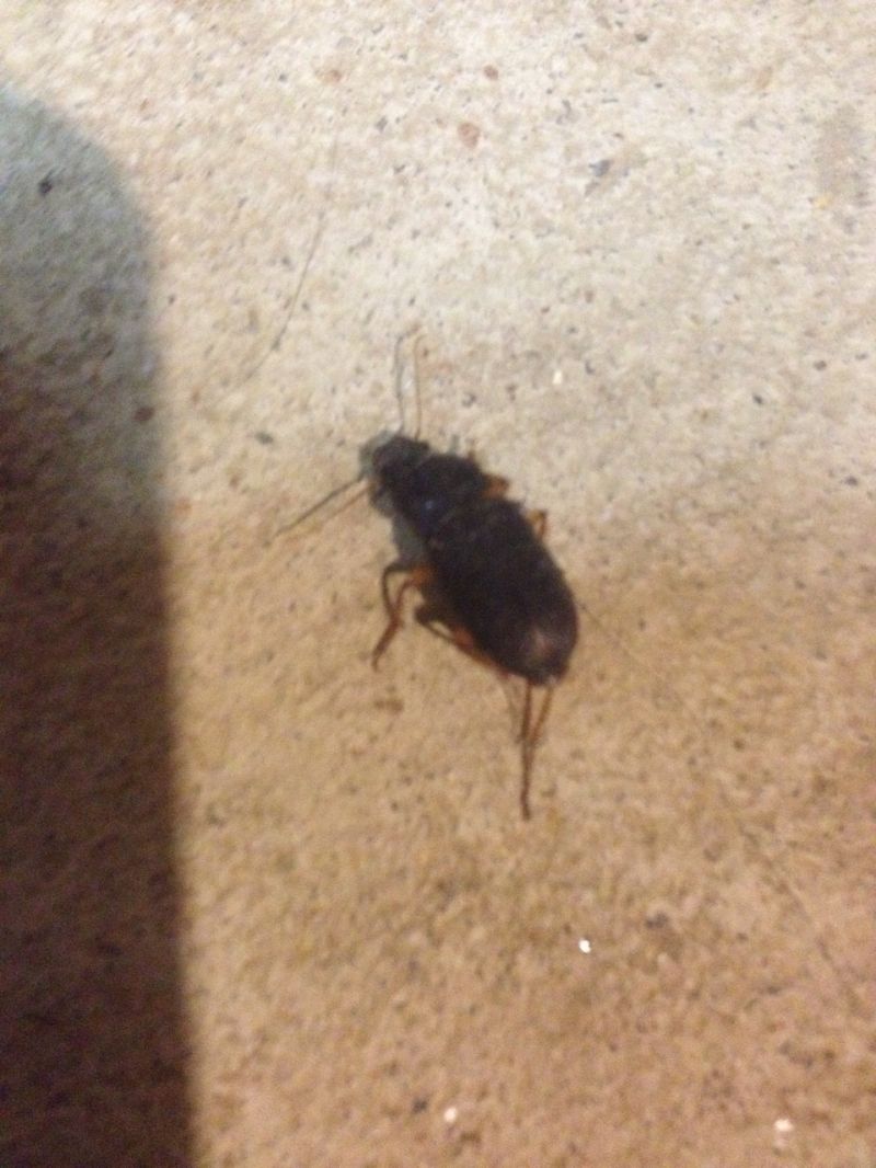 Entomology Flying Insect Identification Biology Stack Exchange - City Design Collection - Desktop Quality