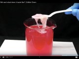 Strawberry Dna Extraction Kit At Sybil Thiel Blog