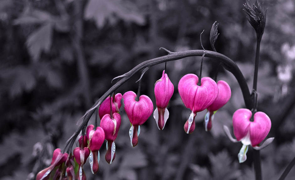 pic Corazones Rosas Para Fondo De Pantalla corazones rosados fondo de pantalla ur personalizacion por ur