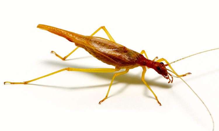How Tree Crickets Tune Into Each Other S Songs