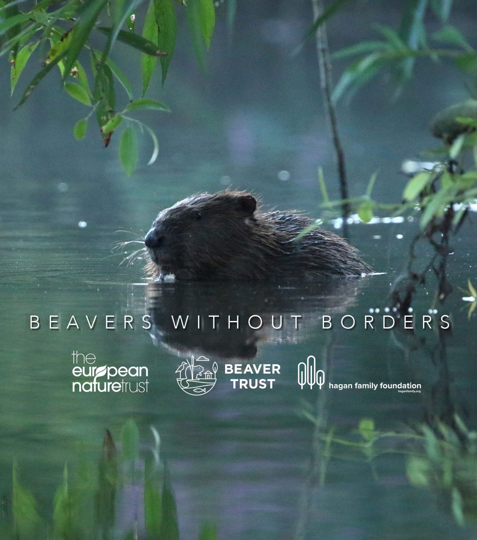 Beavers Beaver Trust - Premium City Pattern Gallery - 8K