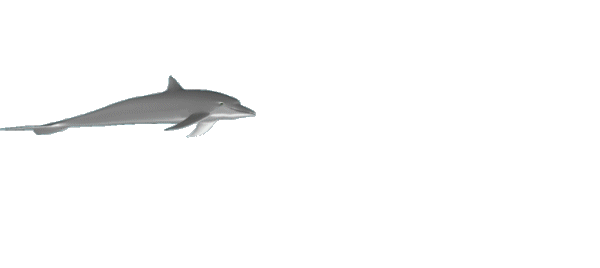 images Animated Dolphin Clipart Gif funny animated gif animated gifs dolphins