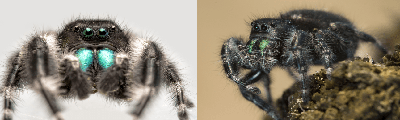 The 20 common spiders found in california! (id guide)