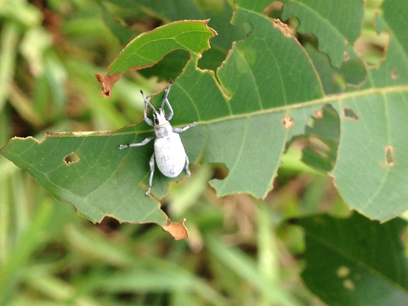 wallpapers Tiny White Beetle Bug https bugofff com whats white leaf eating tick like beetle type bug