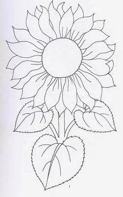photo Dibujos De Girasoles A Lapiz Faciles dibujos de flores a lapiz faciles paso