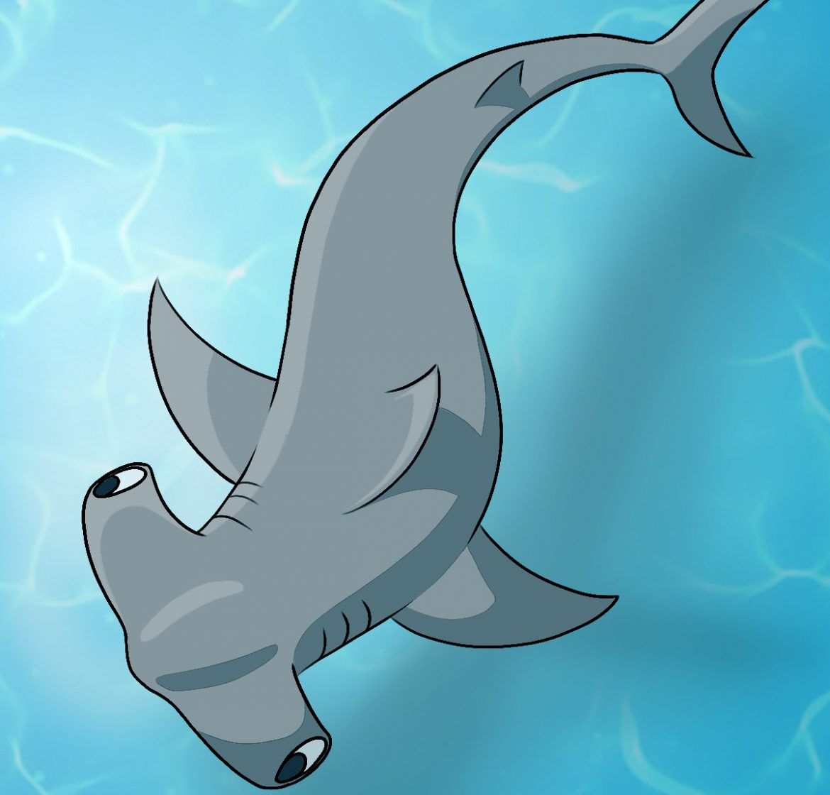 images How To Draw A Cute Hammerhead Shark how to draw a hammerhead shark draw central