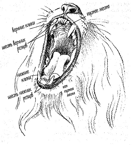 как нарисовать каракала поэтапно