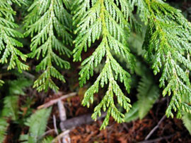 pic Western Red Cedar Leaves emswcd