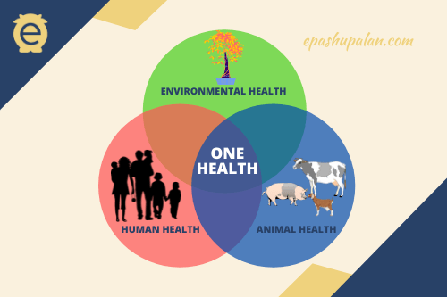 Issue 10 Volume 2 Oct 2021 Epashupalan - Ultra HD Desktop City Photos | Free Download