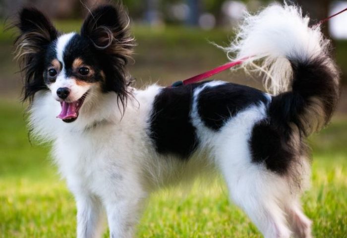 photo White Short Hair Papillon Dog 10 outstanding tricolor dog breeds