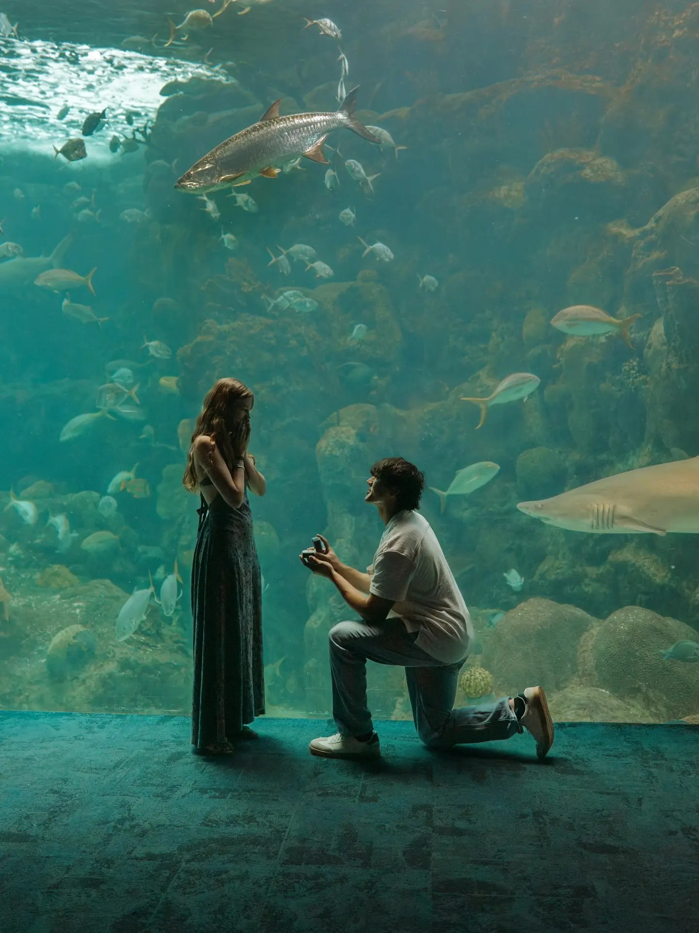 Proposition d'aquarium devant un aquarium récifal, un requin passant derrière lui alors qu'il ouvre la boîte à bagues