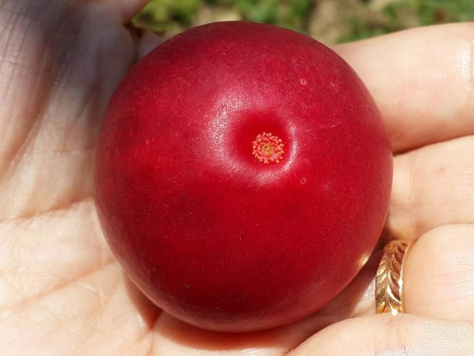 Mundar, Sang Manggis Merah Lokal Juara Kategori Favorit Enak - headline9.com