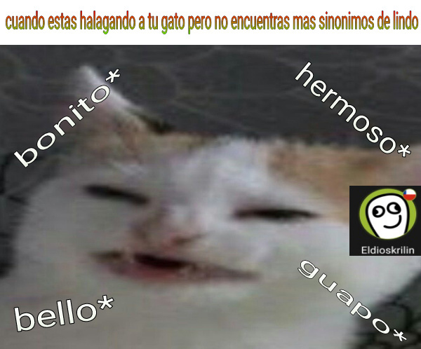 wallpapers Gato Llorando Google Cancer Meme memedroid
