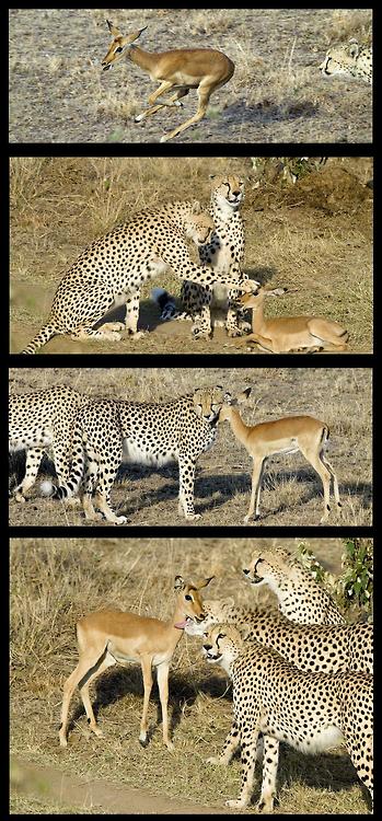images Cheetah And Deer Meme memedroid