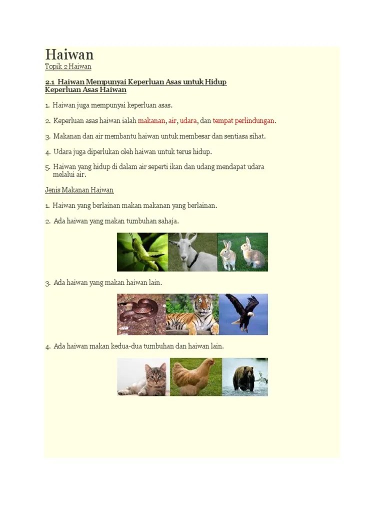 Haiwan Yang Makan Haiwan Dan Tumbuhan - Tabiat Haiwan Karnivor Adalah  Haiwan Yang Makan Sumber Pengajaran / Kucing yang sedang makan daging. -  hasan lubi