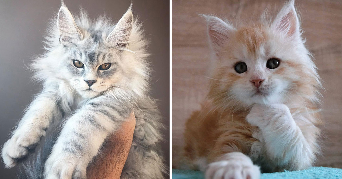 pix Newborn Baby Maine Coon Kittens just something creative