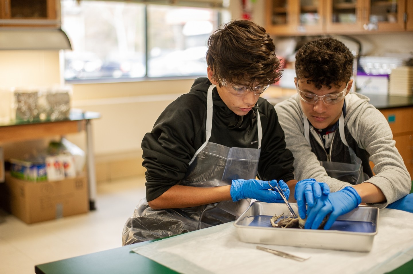 Free Dissection Resources - Premium Sunset Design Gallery - Desktop