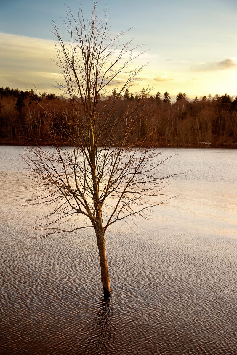 A photograph depicting Saint John Sinking Tree