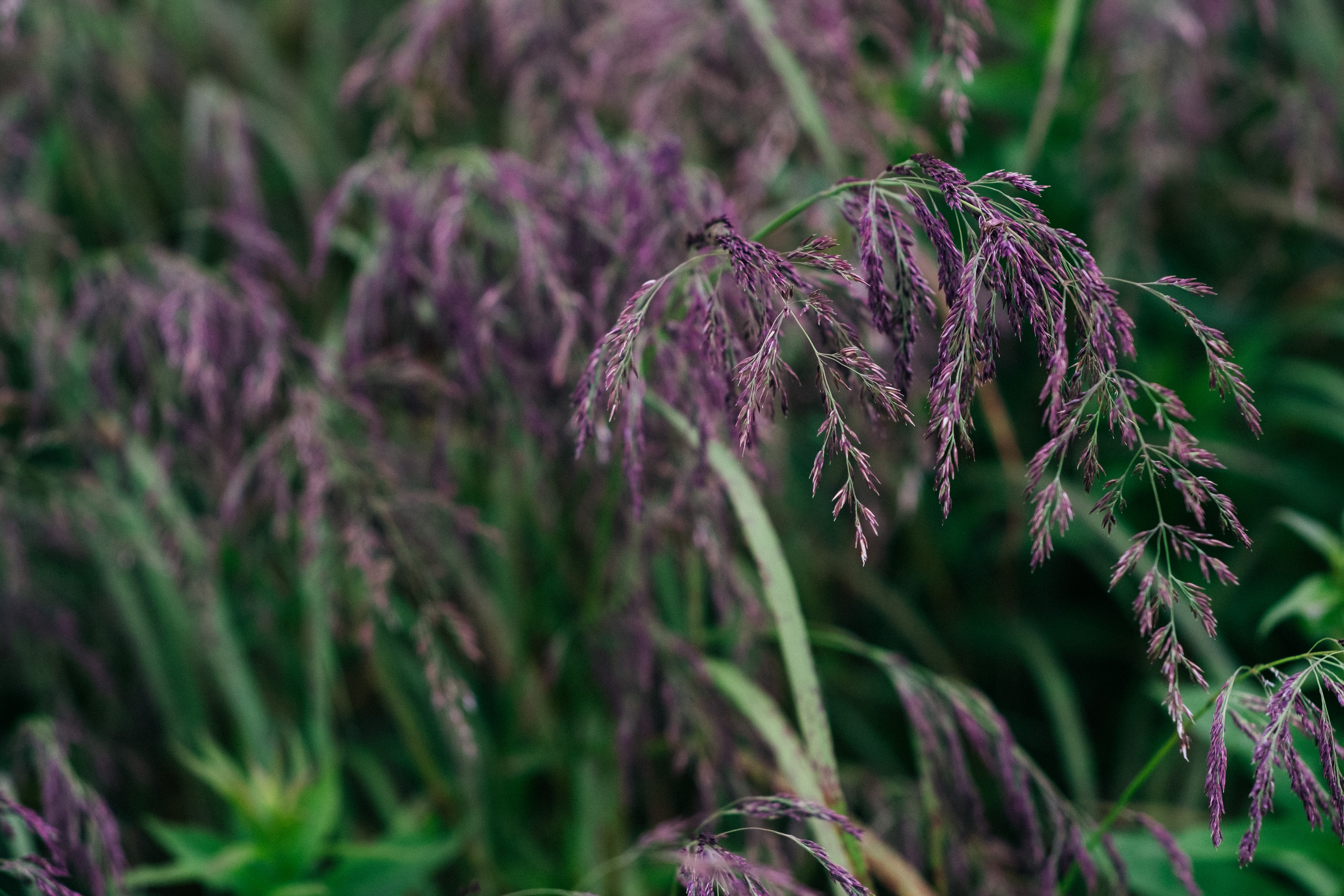 Purple Grass
