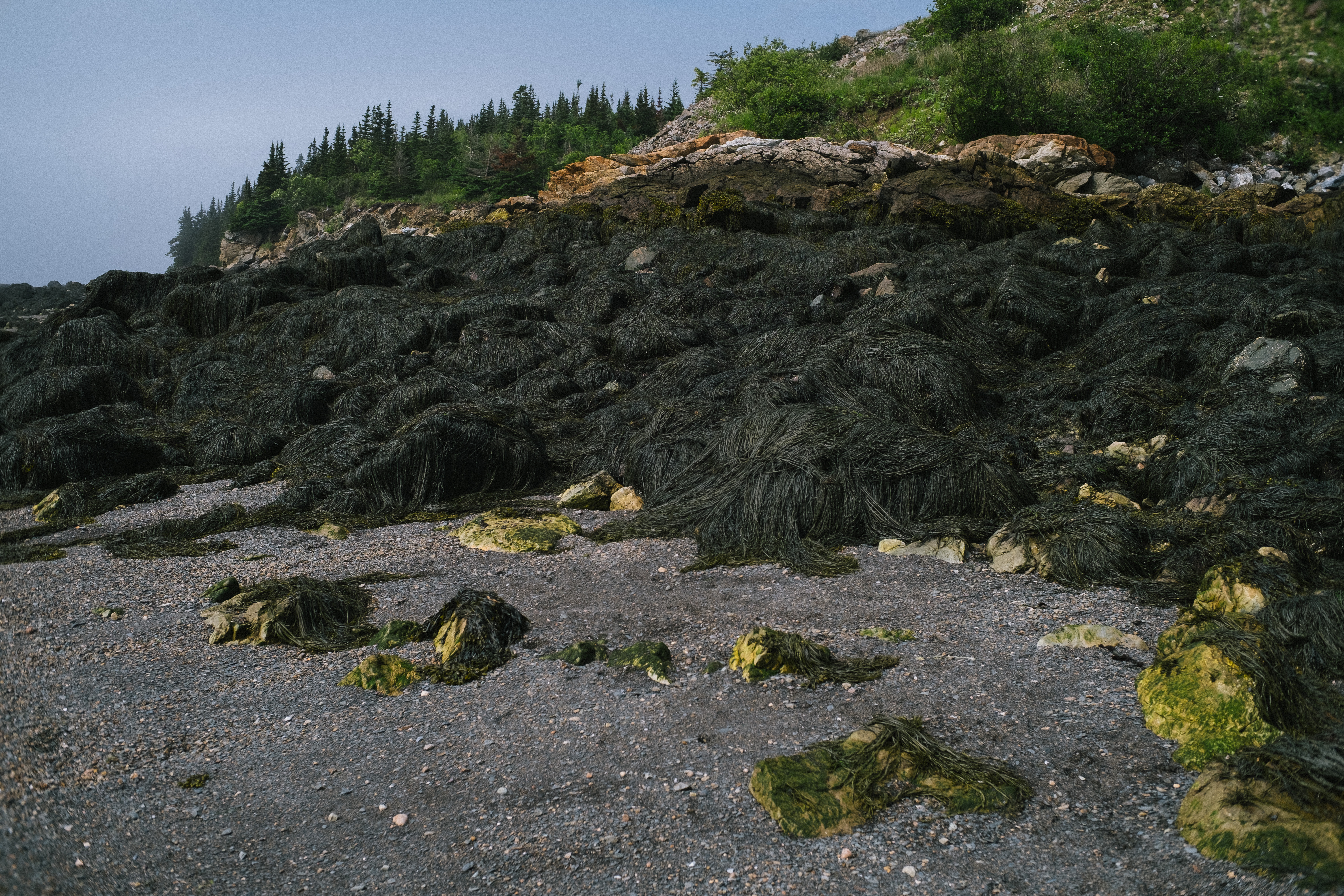 Seaweed Covering Rocks at Black Beach