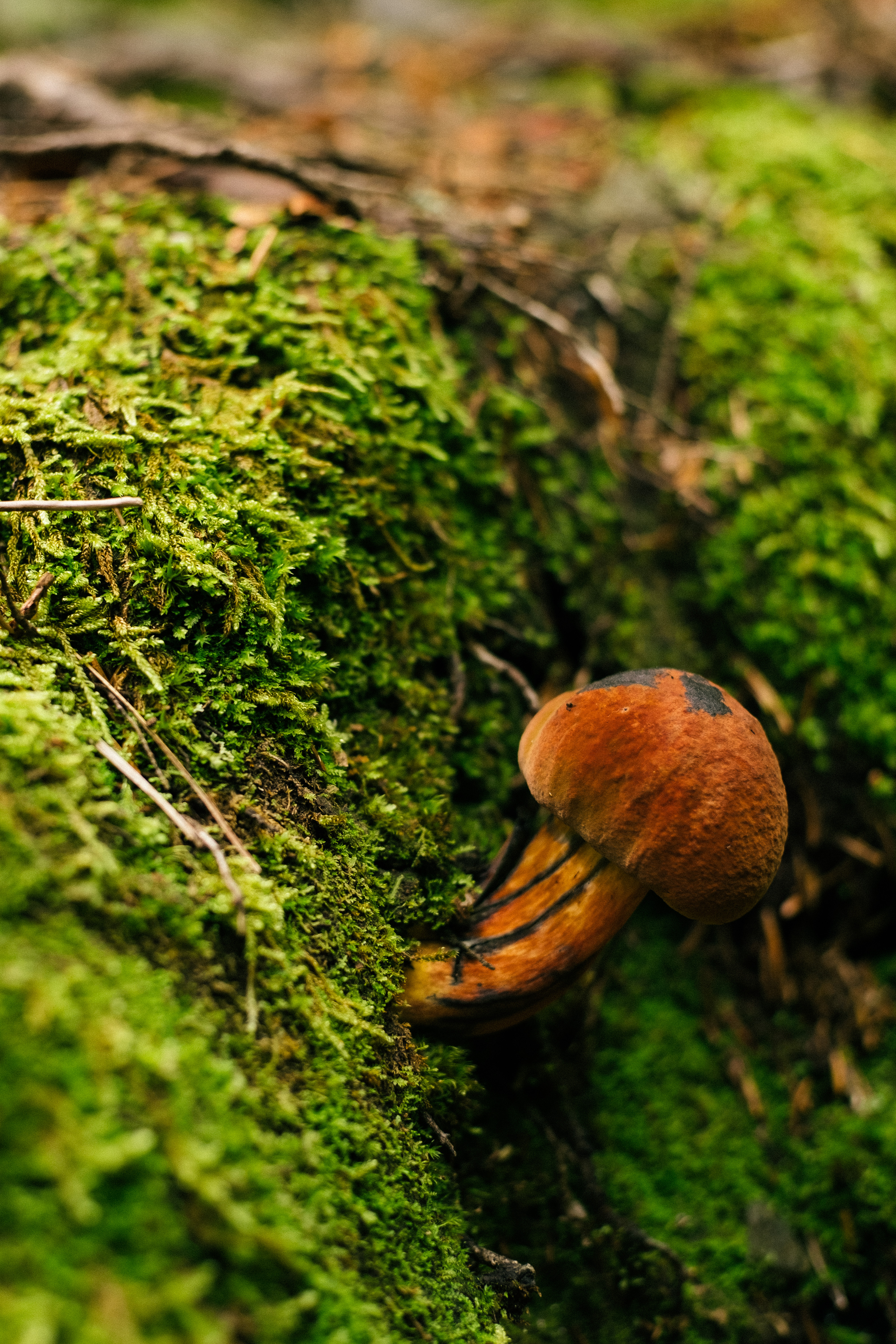 Mushroom In Moss