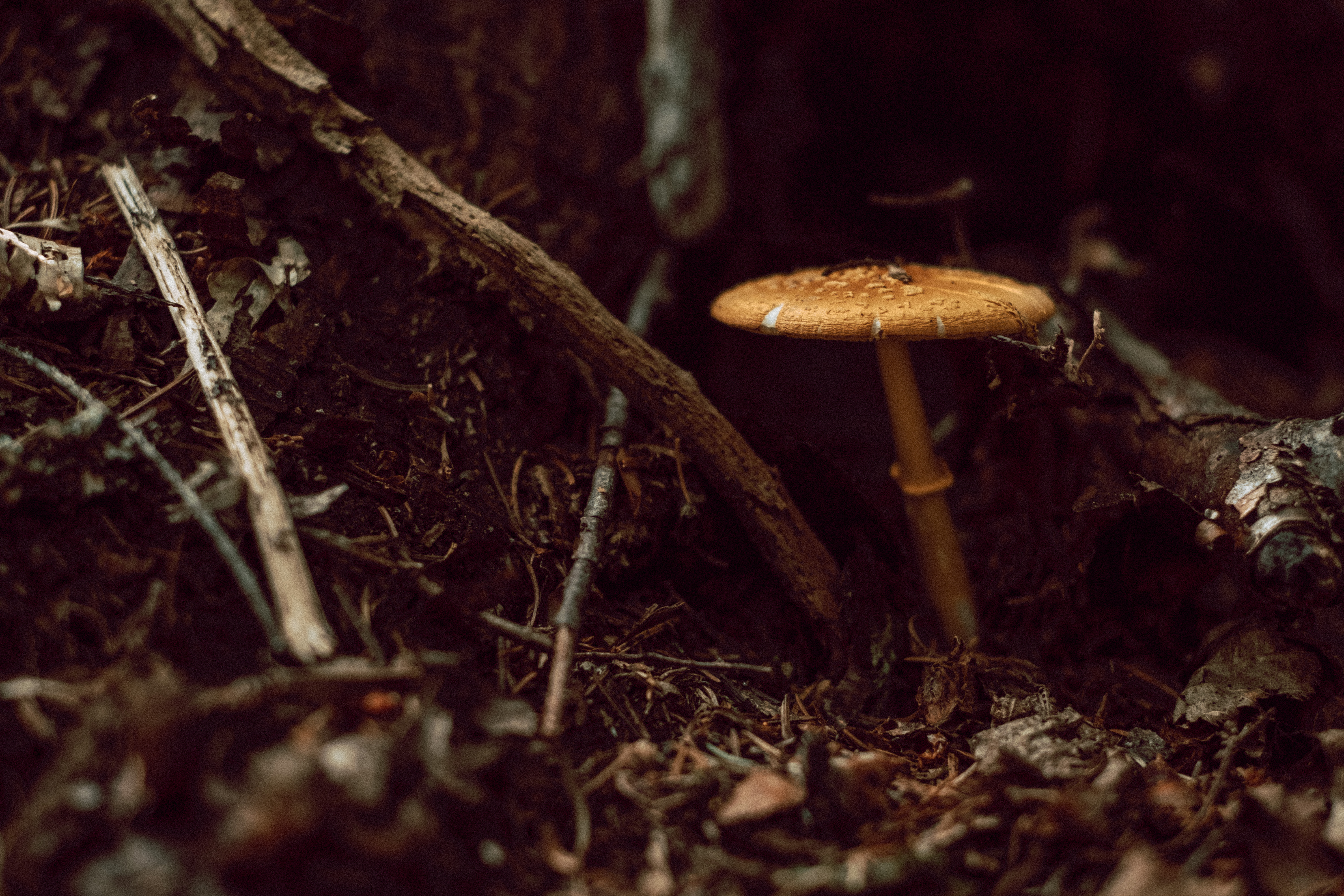 Mushroom wide
