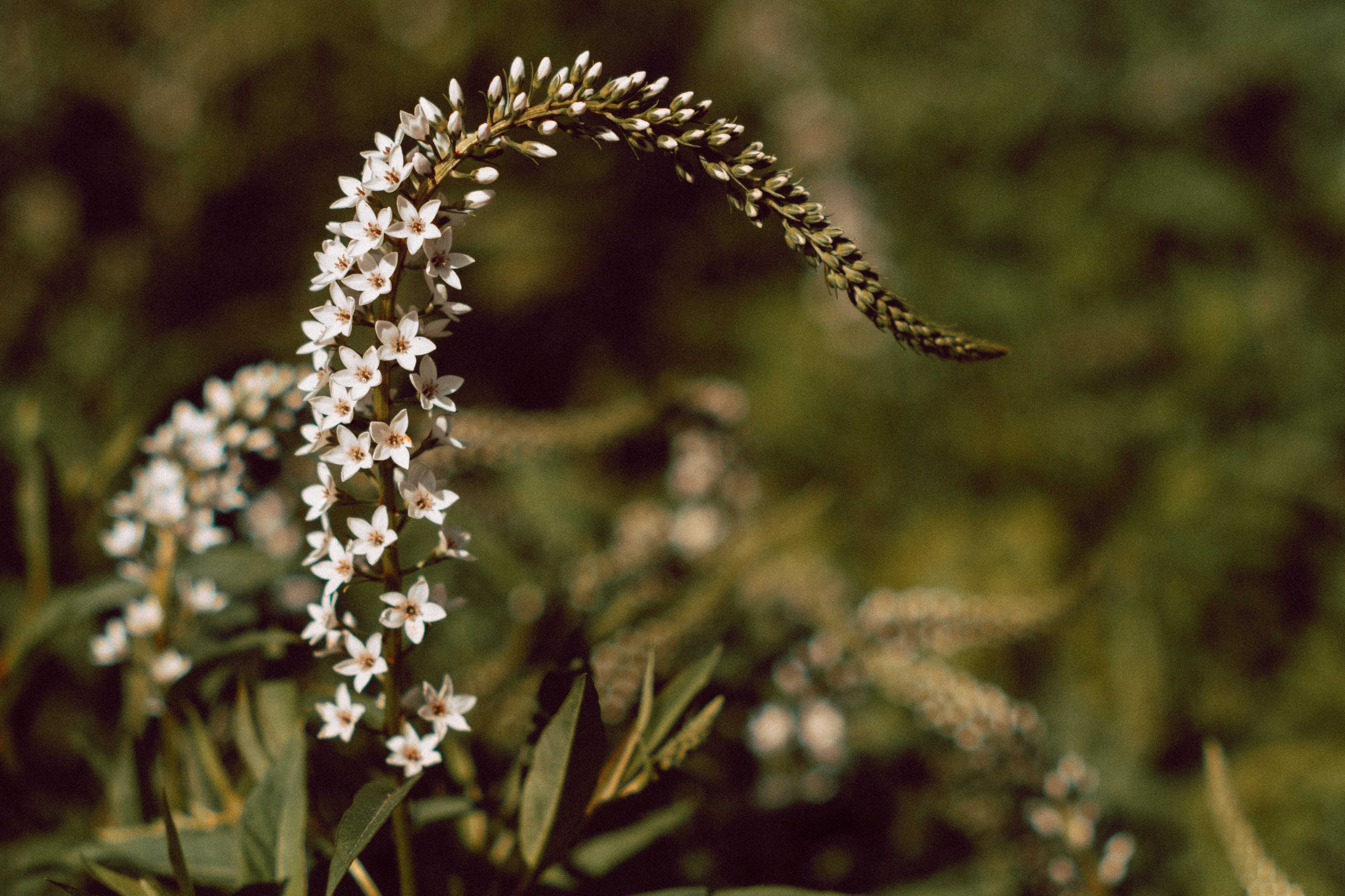 Spirea Wide