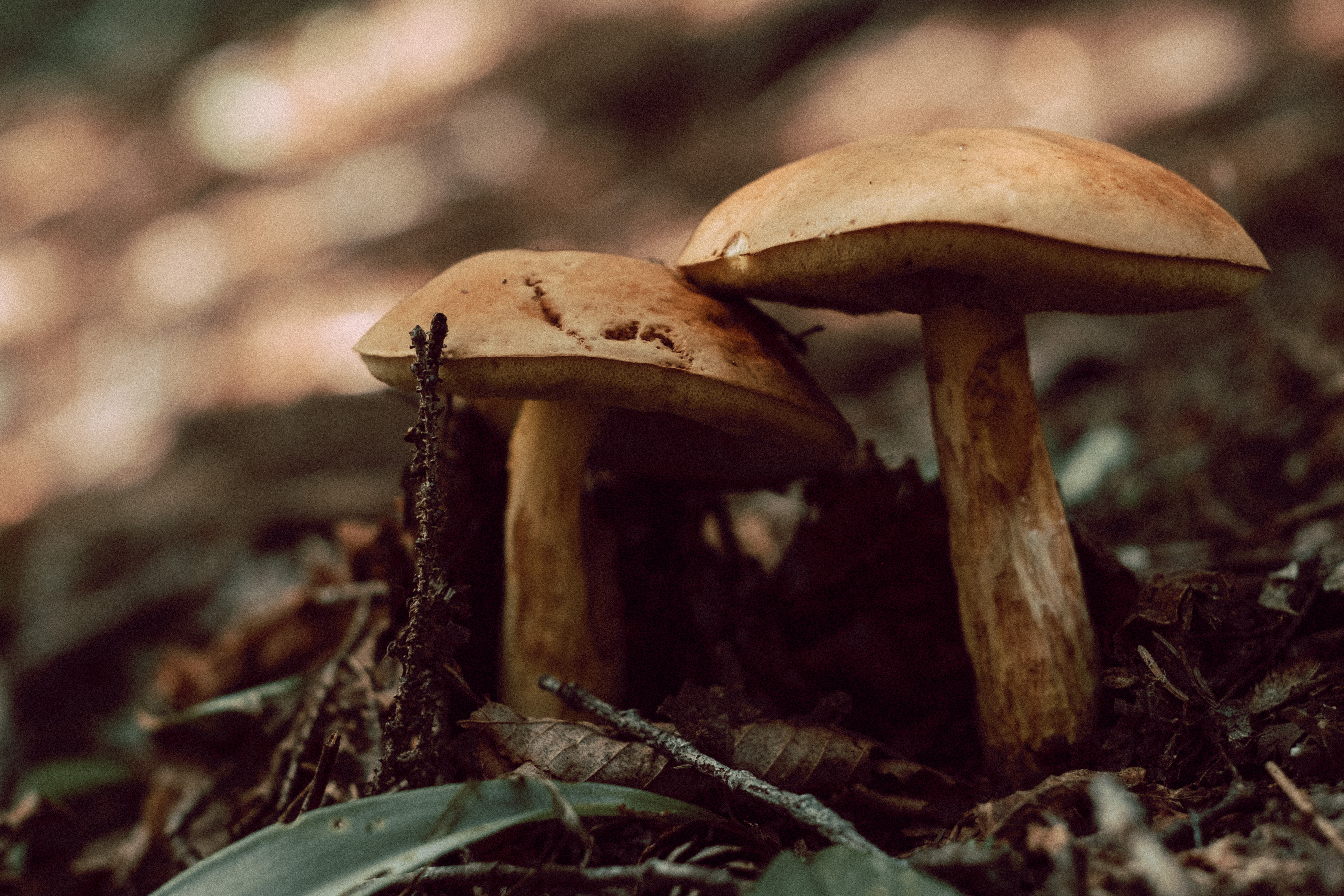 Two Mushrooms Closeup