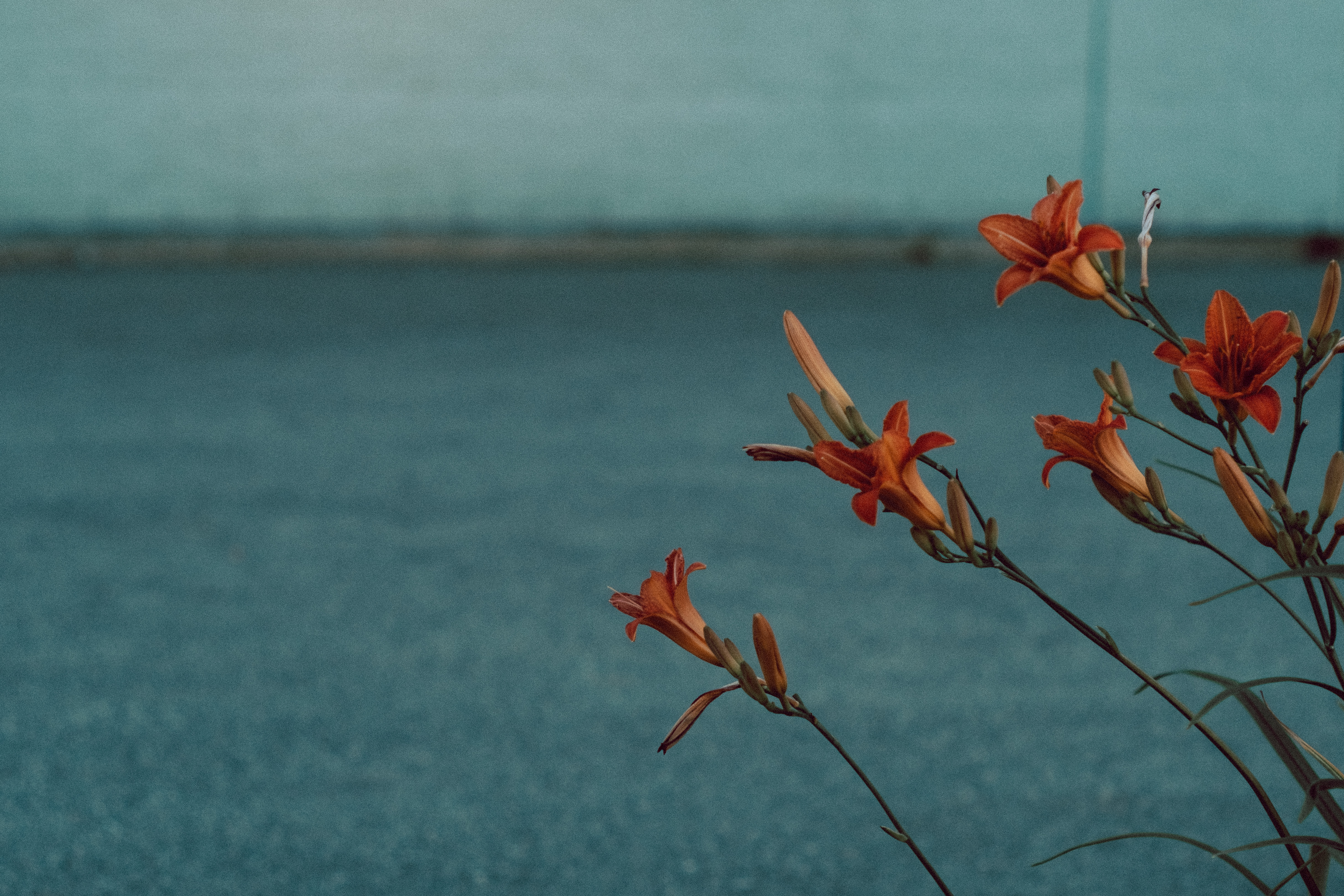 Urban Flowers Less Background