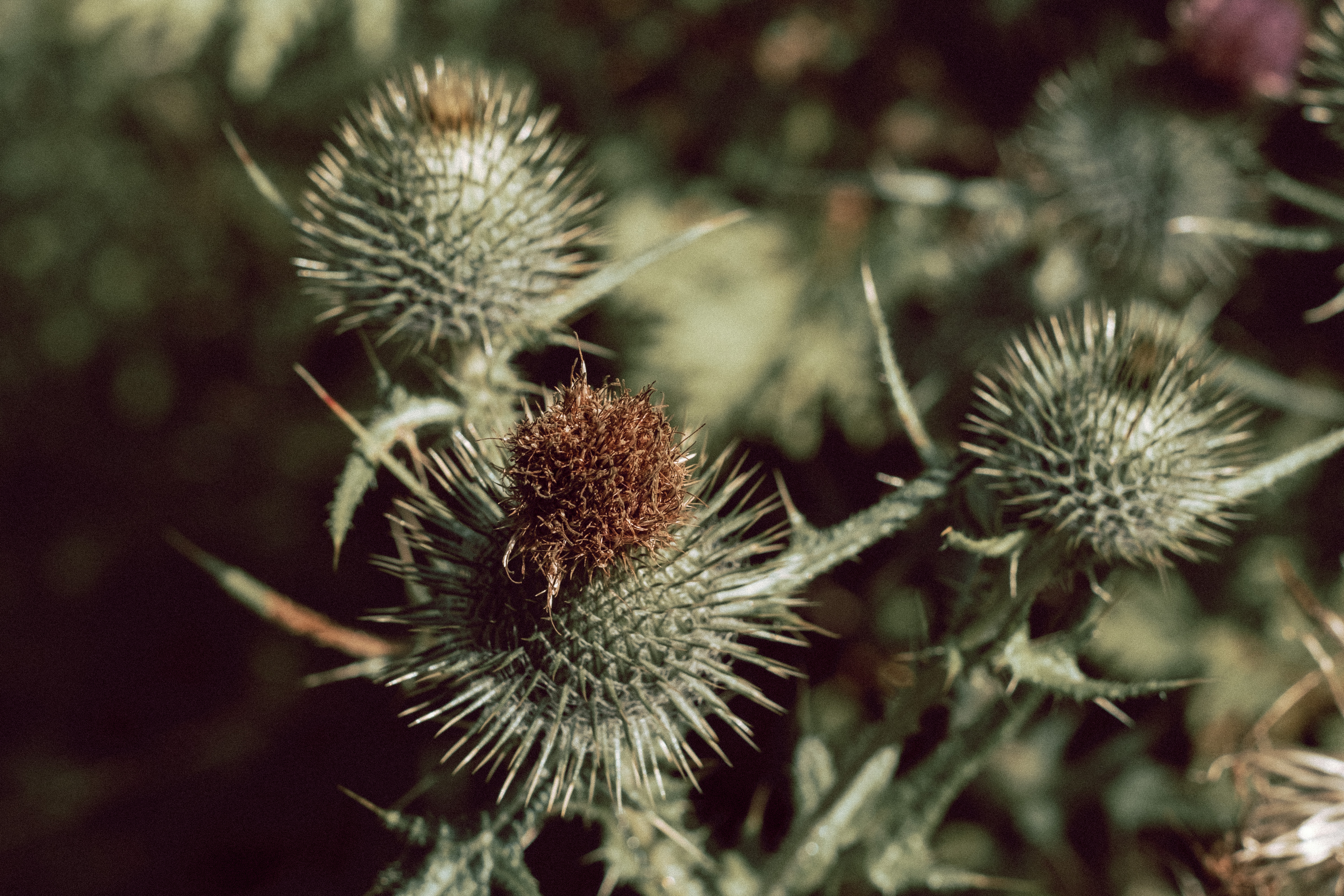 Bull Thistle Flower Closed
