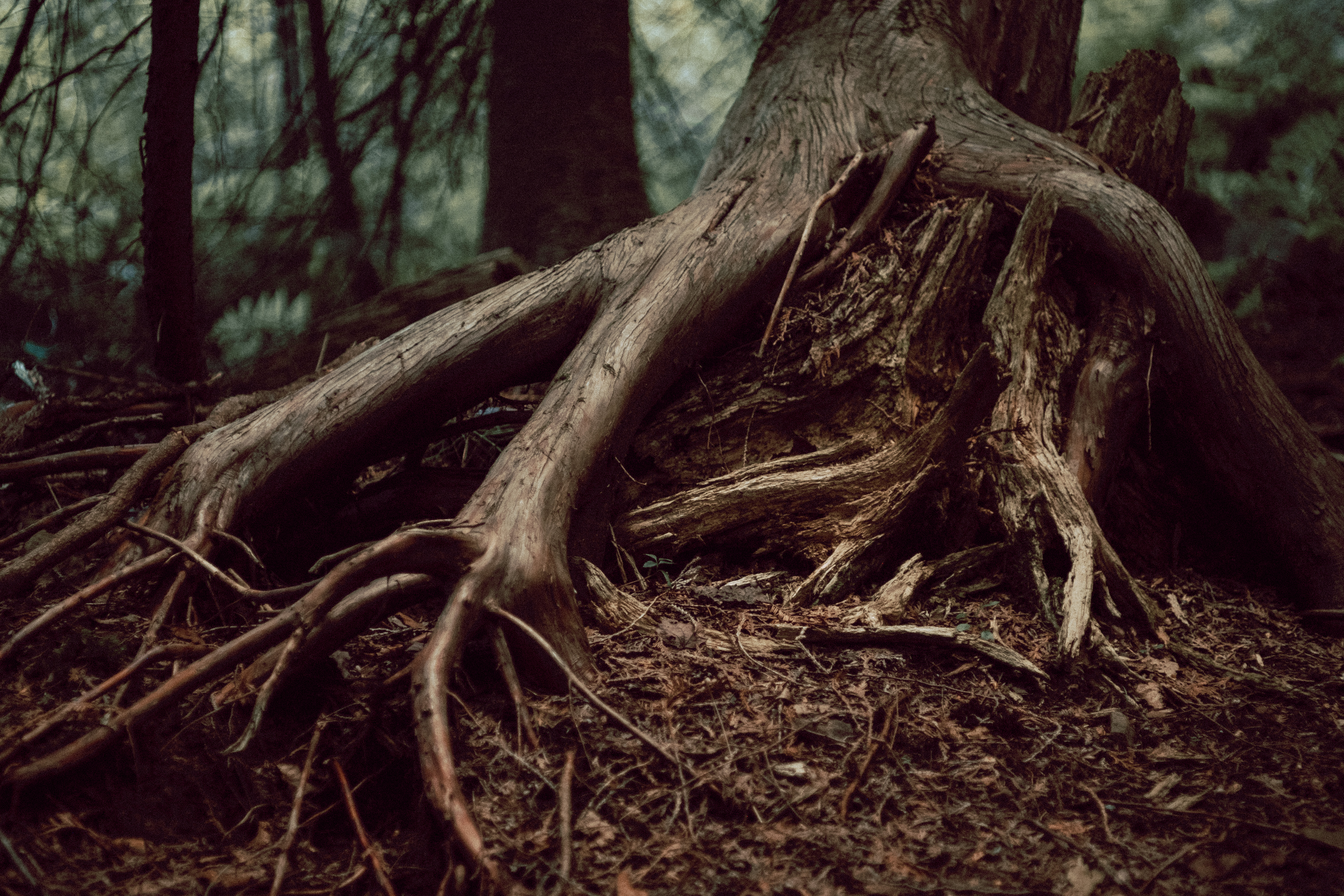 Exposed Tree Roots