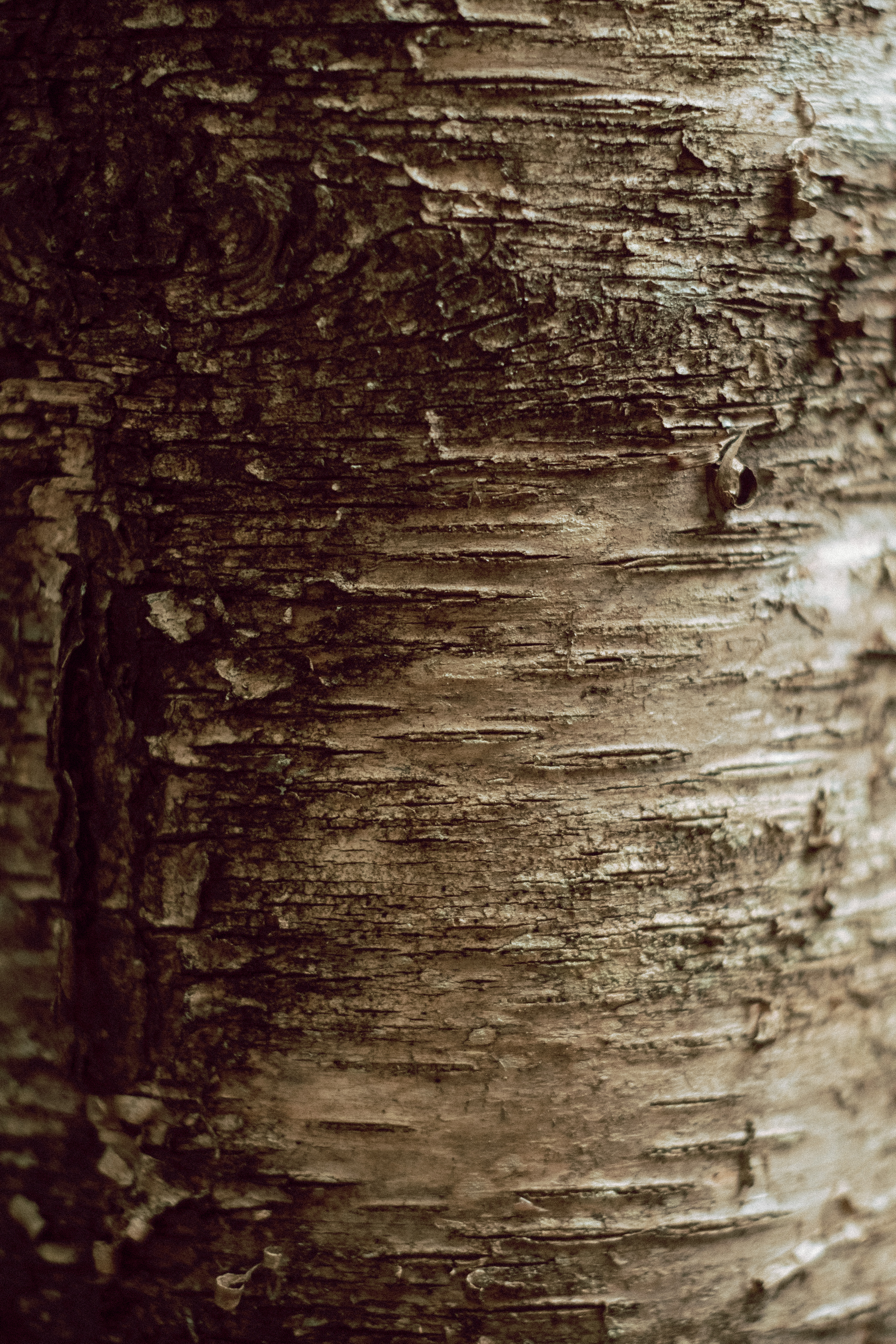 Tree Bark Texture