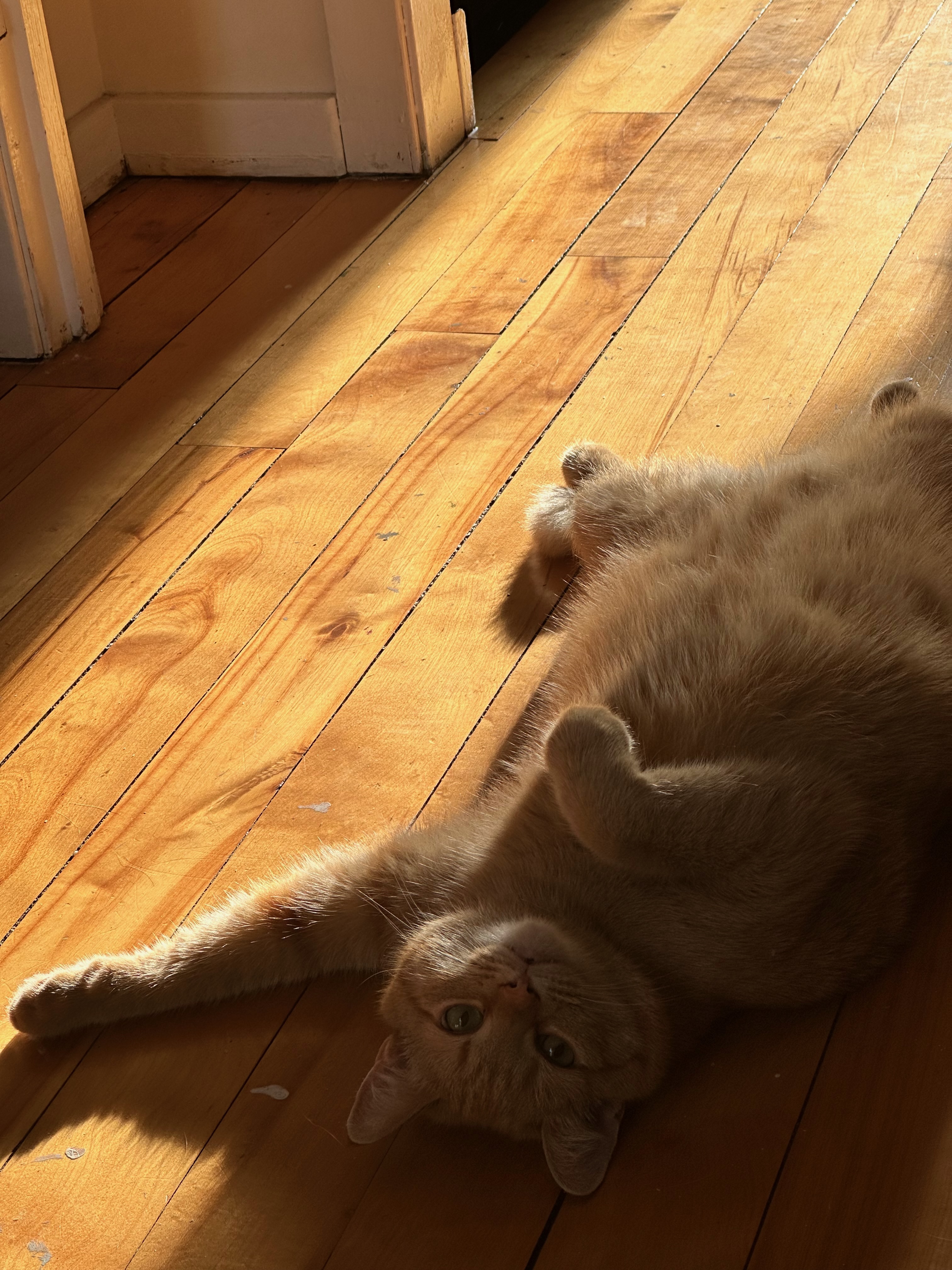 Lilliane Verner A Ginger Cat Pose 10